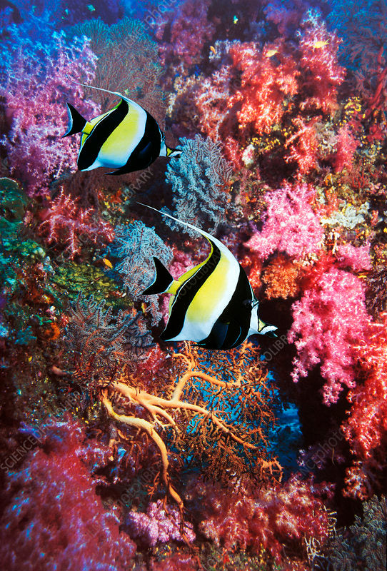 Moorish Idol Bracelet