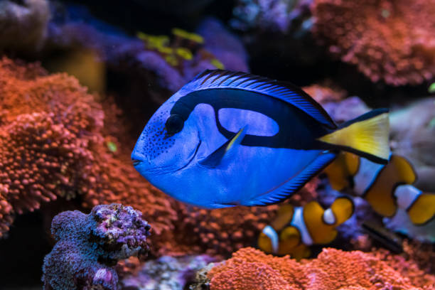 Regal Blue Tang Bracelet