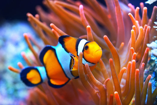 Clownfish Bracelet